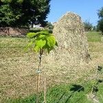 Catalpa bungei Blatt