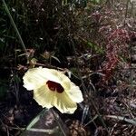 Hibiscus surattensis Flor