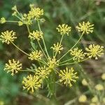 Seseli peucedanoides Flor