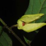 Annickia chlorantha Flower
