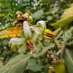 Solanum stramoniifolium Λουλούδι