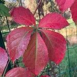 Parthenocissus inserta 葉