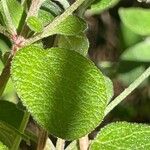 Cistus salviifolius Fuelha