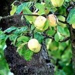 Malus domestica ᱪᱷᱟᱹᱞᱤ