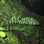 Asplenium lividum Листок