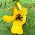 Chamaecrista fasciculata Flower