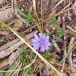 Cichorium endiviaÕis