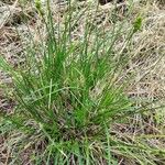 Carex divulsa Levél