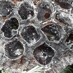 Nelumbo nucifera Fruit