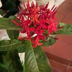 Ixora chinensis Flor