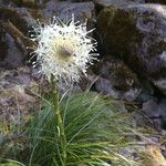 Xerophyllum tenax Kwiat