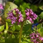 Valeriana graciliflora 花