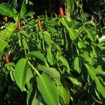 Costus spicatus Fuelha