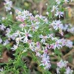 Symphyotrichum cordifoliumFeuille