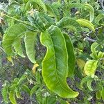 Solanum bahamense Hoja