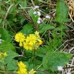 Youngia japonica Flower