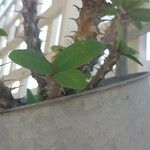 Euphorbia milii Листок