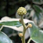 Hedera algeriensisKwiat