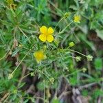 Potentilla erecta花