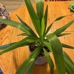 Yucca gloriosaBlad