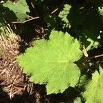 Rubus alceifolius Leaf