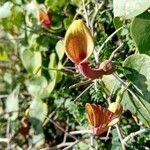Aristolochia baetica Blüte