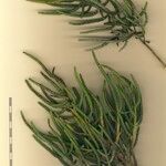 Salicornia procumbens অন্যান্য