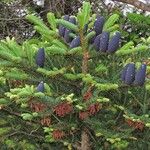 Abies kawakamii Vaisius