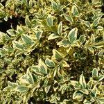 Buxus sempervirensഇല