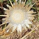 Centaurea acaulis Flower