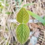 Viburnum lantana Φύλλο
