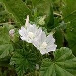 Malva neglectaFlower