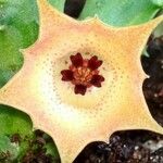 Huernia rosea