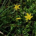 Sisyrinchium elmeri Habit