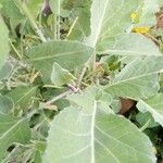 Brassica napus 葉