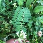 Astragalus hamosus Blatt