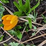 Crocus chrysanthus Flor