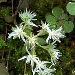 Sedum ternatumFlor