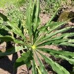 Arisaema erubescens Leaf