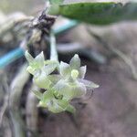 Rhipidoglossum paucifolium Flower