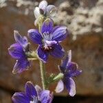 Delphinium staphisagria Blüte