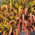 Aechmea blanchetiana Leaf