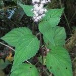 Ageratina pichinchensis Habitus