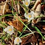 Crocus flavus Blüte