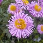 Erigeron speciosus Květ