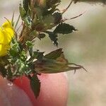 Ononis pusilla Hoja