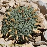 Dianthus subacaulis Habitus