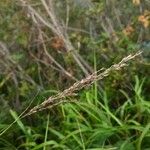 Calamagrostis canescens Blüte