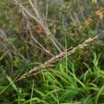 Calamagrostis canescens Fleur