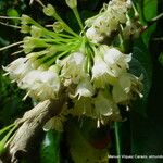 Acnistus arborescens Floare